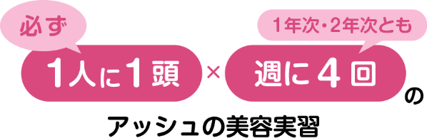 必ず1人に1頭 × 1年次・2年次とも週に4回のアッシュの美容実習